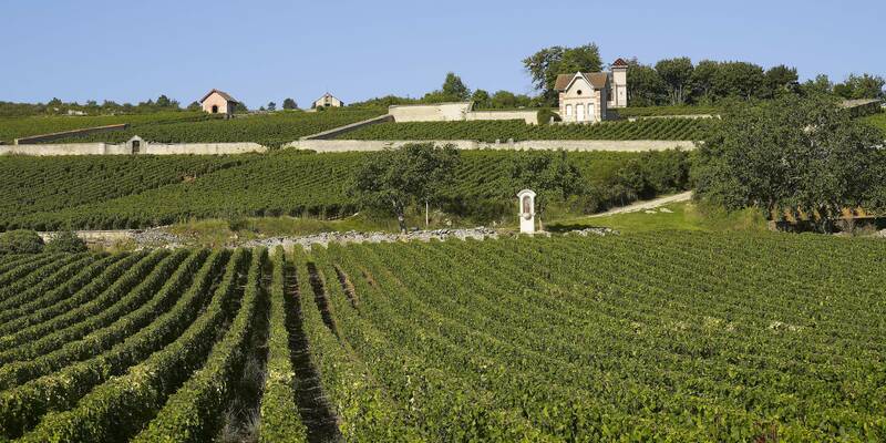 Vignes à Meursault